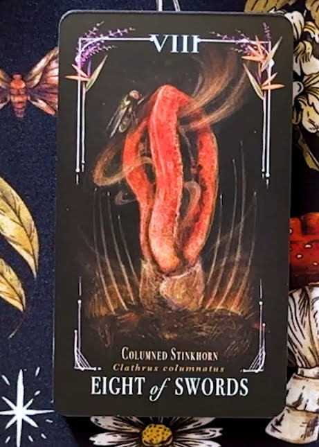 Midnight Magic: A Tarot Deck of Mushrooms